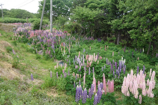 枝幸町のはずれで突然現れた小さなお花畑。