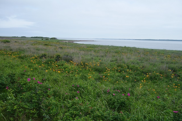 野付半島半島の原生花園。