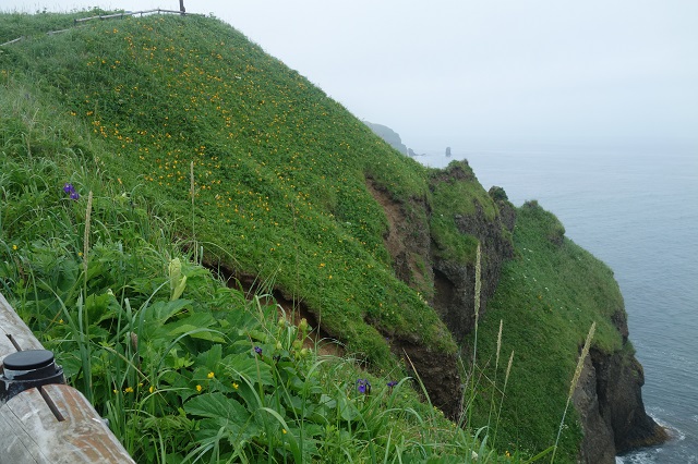 霧多布岬は、まさに花の岬。