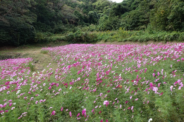 道端のコスモス。