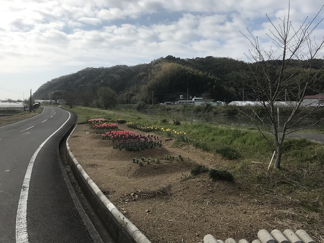 川沿いのチューリップ