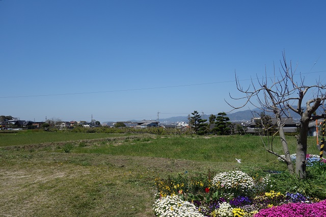 農村から見た松山市街。分かりずらい。