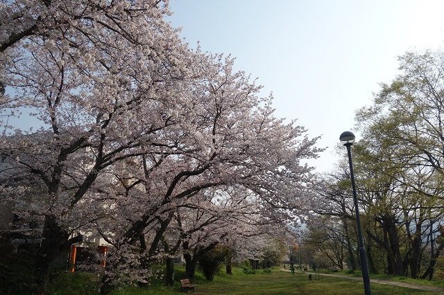 石手側沿いの公園の桜