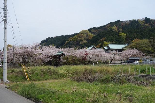 桜に囲まれた前神寺