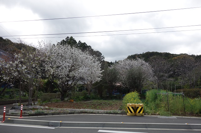 道沿いの桜。満開。